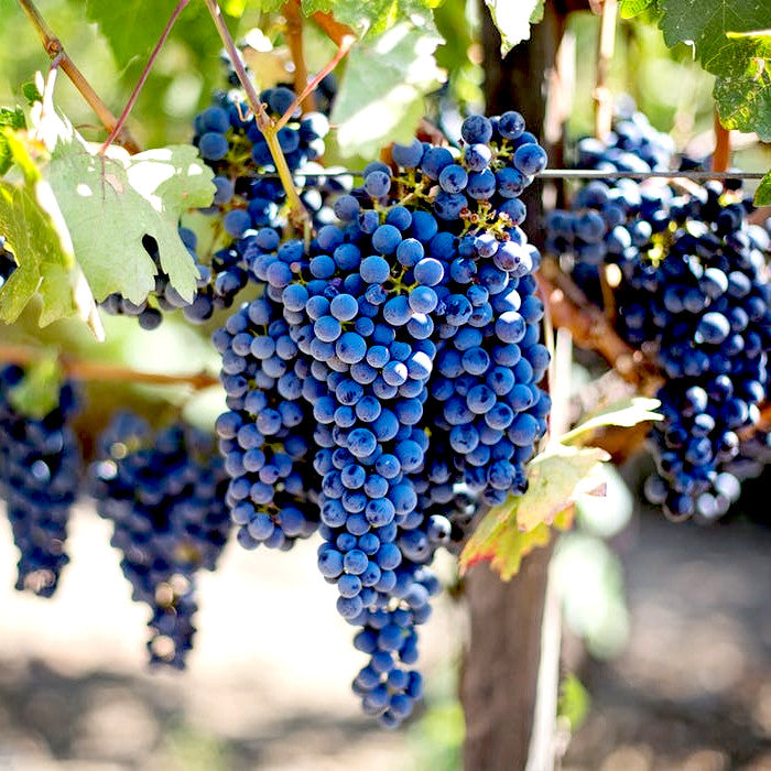 Lake County Cabernet Sauvignon Grapes